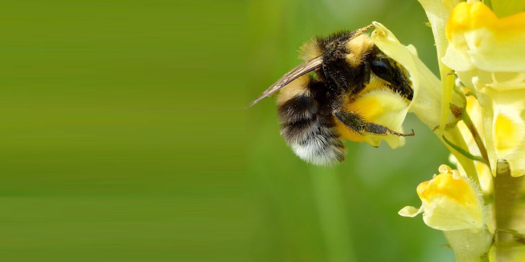 Das Foto zeigt eine Gartenhummel